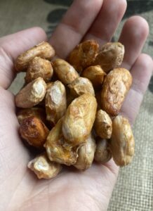 Rohkakao Bohnen mit Fruchtfleisch PERU 1