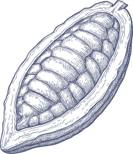 Kupferstich Kakaofrucht