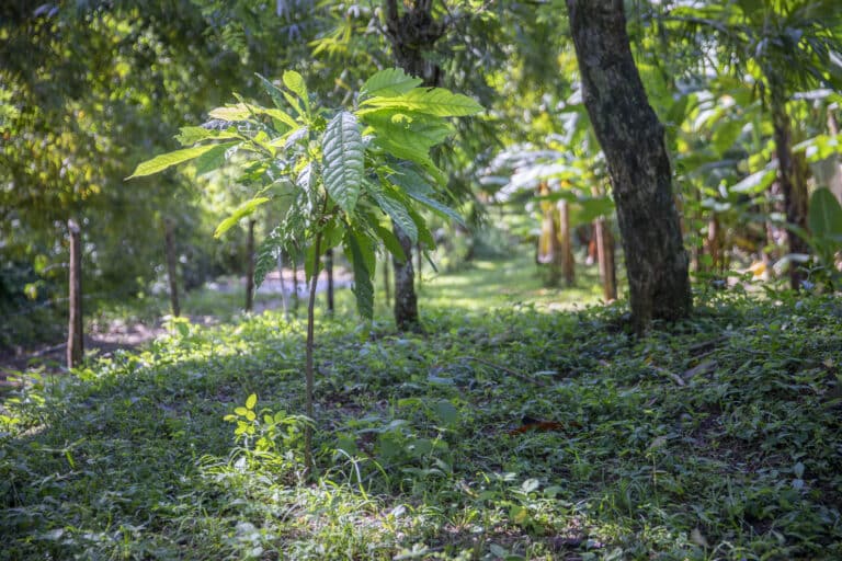 Cacao Gardener