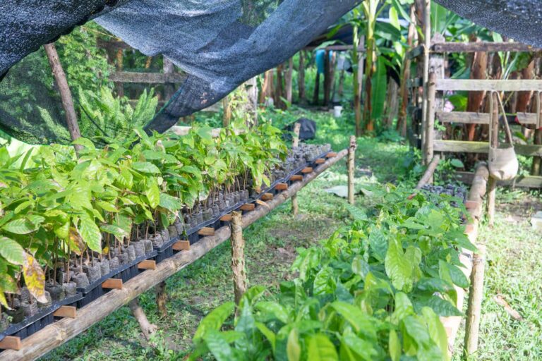 Cacao Gardener