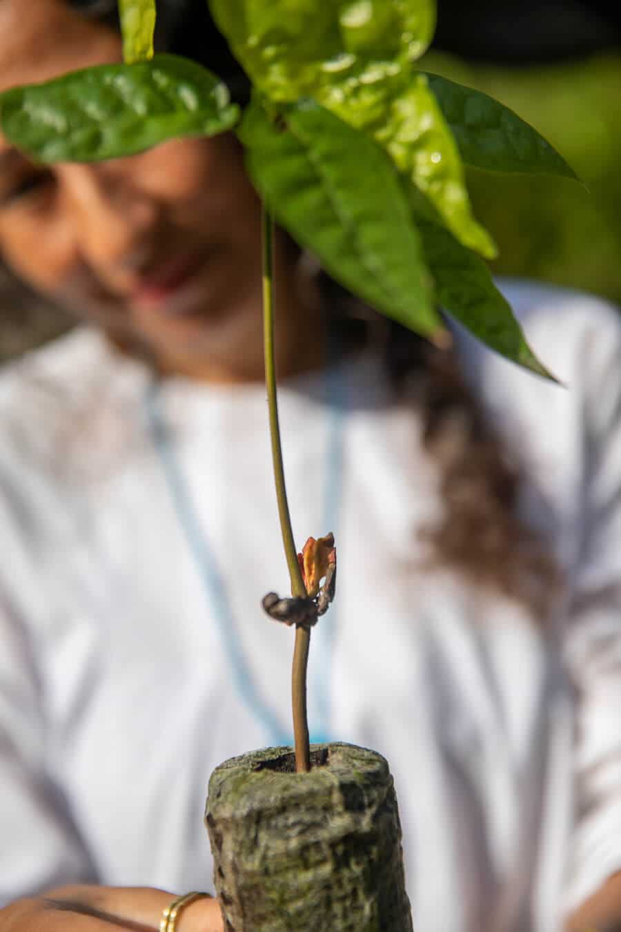 Cacao Project Guachaca