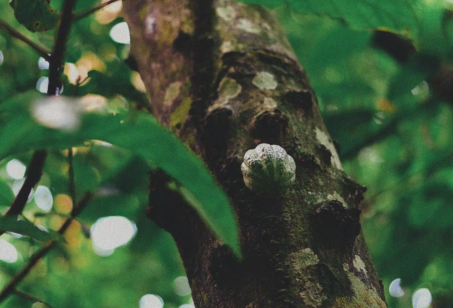 Rohkakao Baum Kakaopod Bolivien