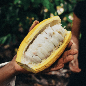 Insta Rohkakao Kakaopod offen Vorschaubild