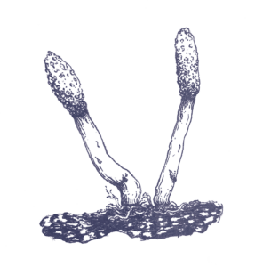 Kupferstich Cordyceps