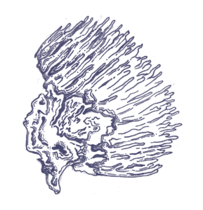 Kupferstich Hericium Extrakt