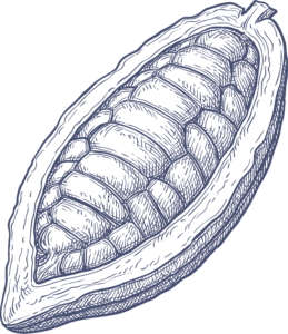 Kupferstich Illustration Kakaopod open