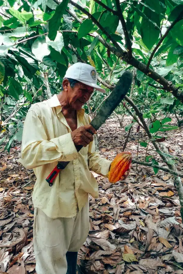 Ernte Peru