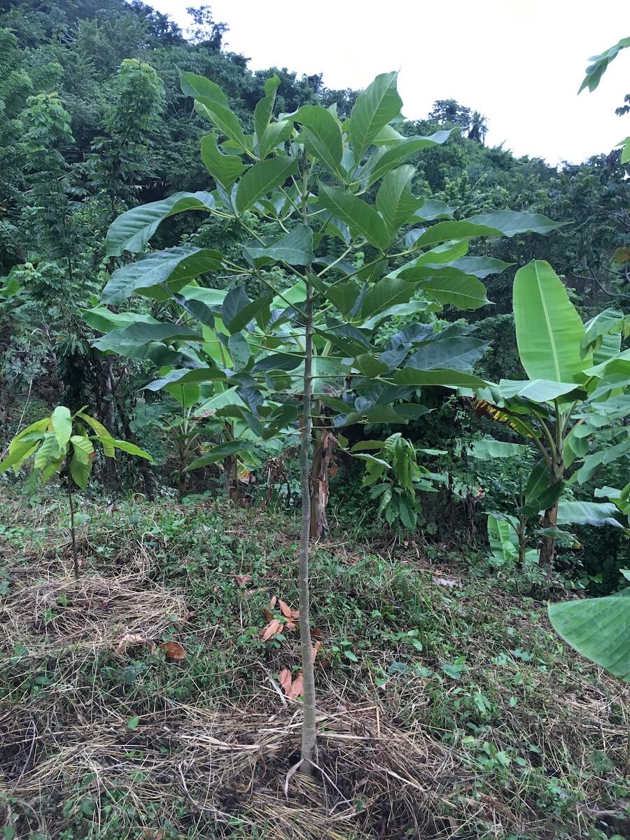 Vorbereitung der Kakaopflanzen