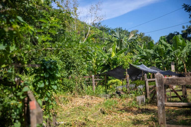 Vorbereitung Pflanzung