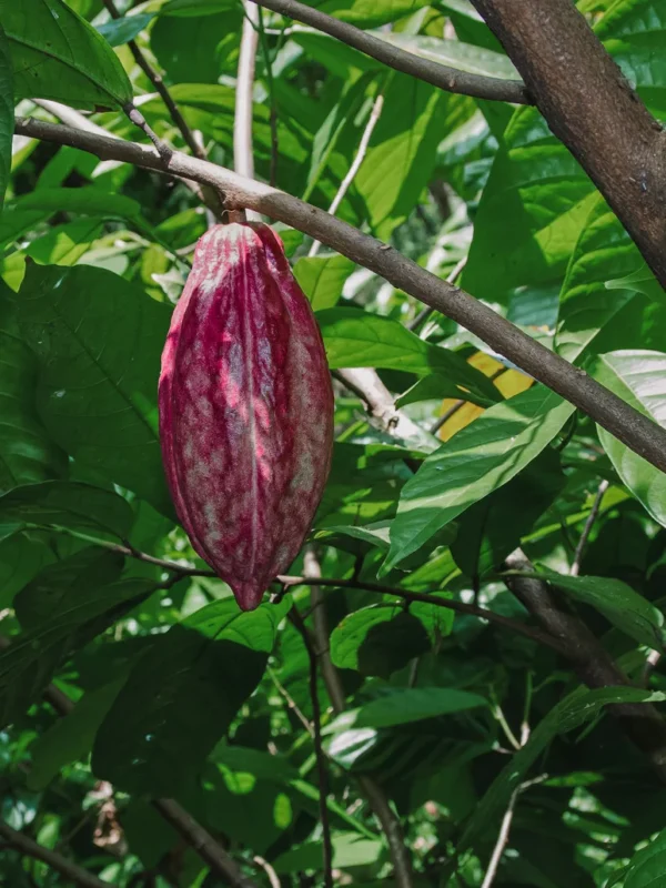 Sri Lanka Rohkakao Bohne mit Fruchtfleich