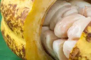 Sri Lanka Rohkakao Bohne mit Fruchtfleich