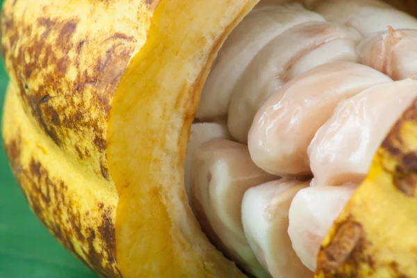 Sri Lanka Rohkakao Bohne mit Fruchtfleich