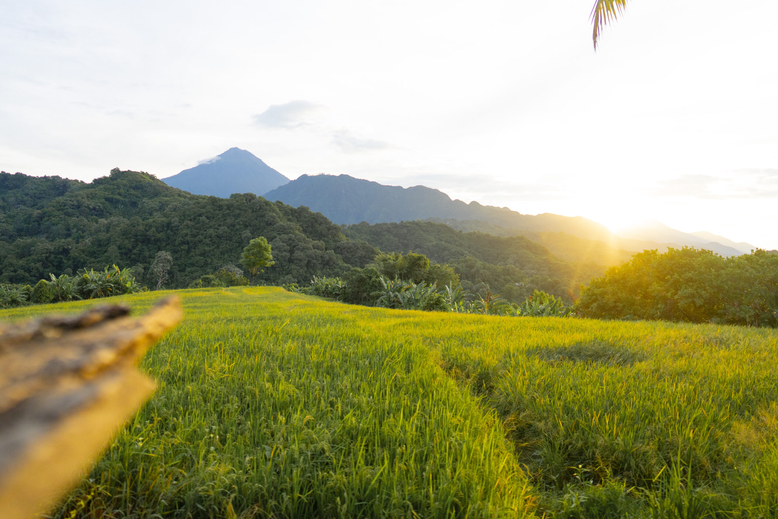 Flores Landschaft