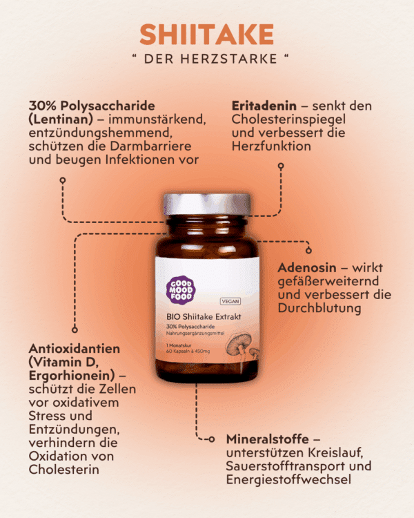 Shiitake Vitalpilz Infografik