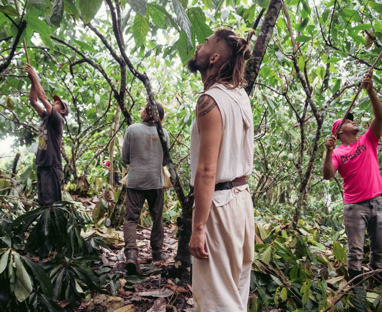 Kakao sammeln Dom Rep