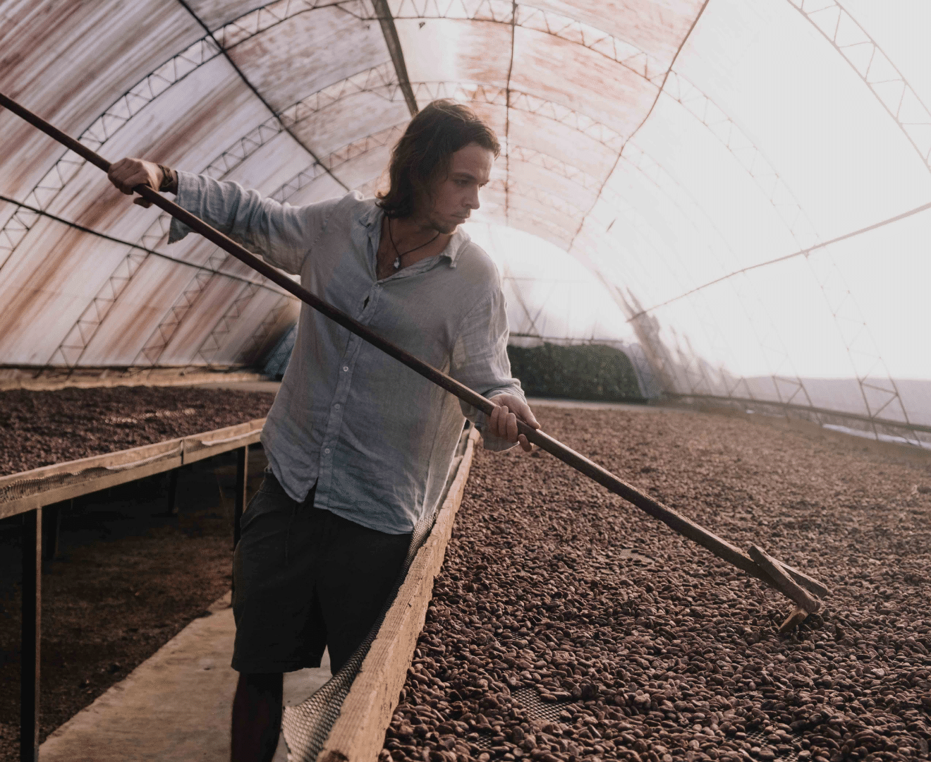 Kakao Bohnen Trocknung Dom Rep Almarte