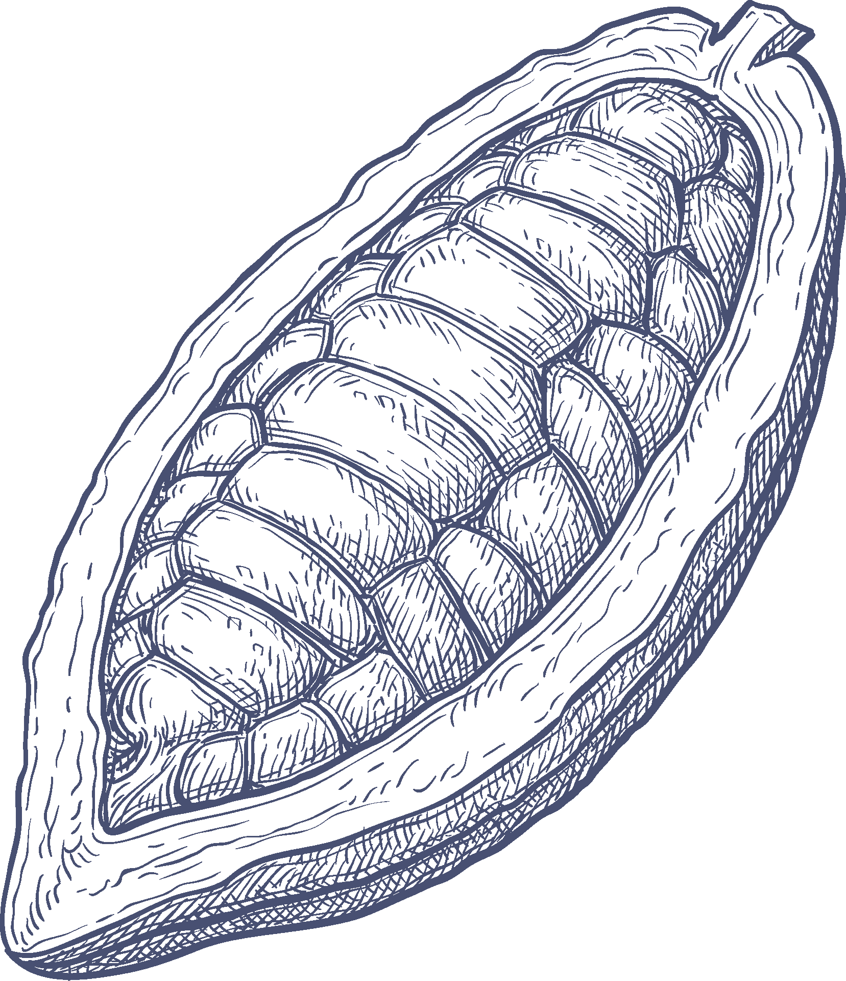 Kakaopod Illustration Kupferstich