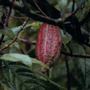 Rohkakao Pod Kakaofrucht Baum Moodbild