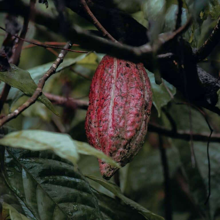 Rohkakao Pod Kakaofrucht Baum Moodbild